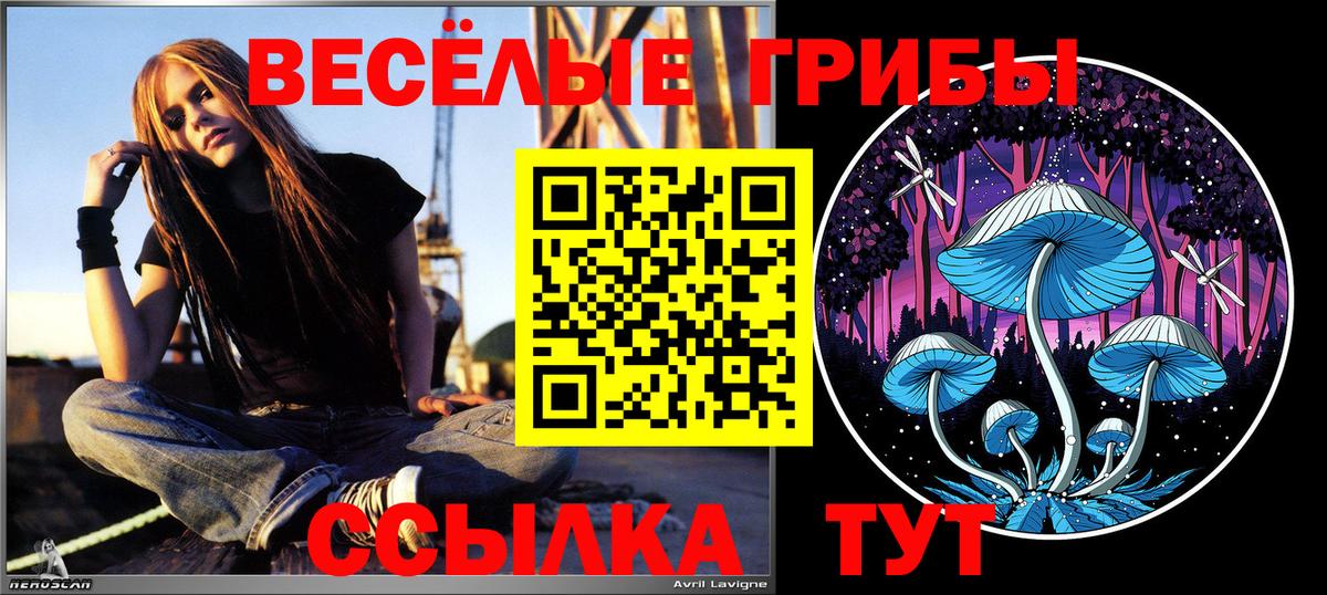Псилоцибиновые грибы Psilocybe Сочи